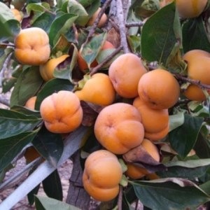 Саженец хурмы Джон Рик (John Rick)