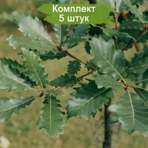 Саженцы дуба Крупнопыльникового 20-40 см -  комплект 5 шт.