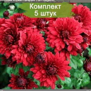 Саженцы среднецветковой хризантемы бордовой Юрий Гагарин -  комплект 5 шт.