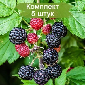 Саженцы малины Кумберленд (Kumberlend) (Черная) -  комплект 5 шт.