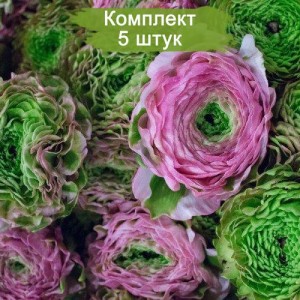 Саженцы ранункулюса Пон-пон (Pon-Pon) -  комплект 5 шт.