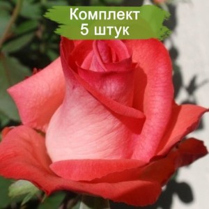 Саженцы чайно-гибридной розы Рафаэлла (Raphaela) -  комплект 5 шт.