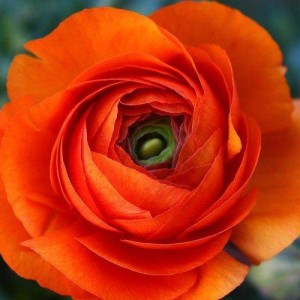 Саженец ранункулюса Оранж (Orenge)