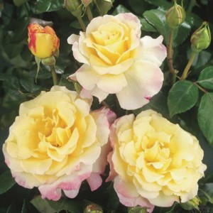 Саженец чайно-гибридной розы Акварель