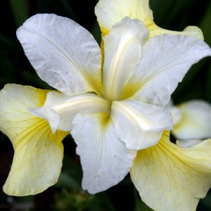 Саженец ириса сибирского Баттер энд Шугар (Butter and Sugar)