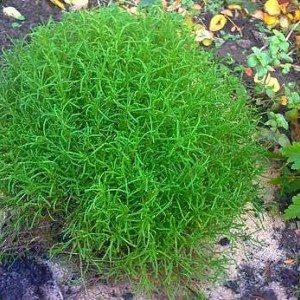 Саженец сантолины зеленоватой