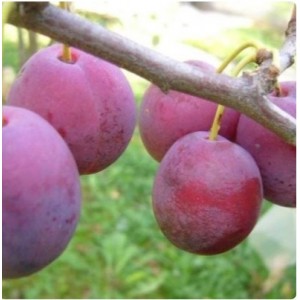 Слива Венгерка Пулковская