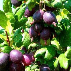 Саженец крыжовника Черномор