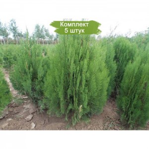 Саженцы Туи Восточной от 150 см -  комплект 5 шт.