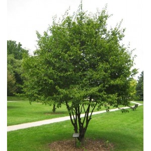 Сеянец граба Каролинского ( 10-15 см)