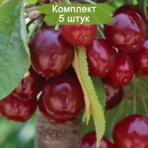 Саженцы колоновидной черешни Хелена -  комплект 5 шт.