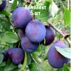 Комплект 5шт / Слива Кубанская ранняя